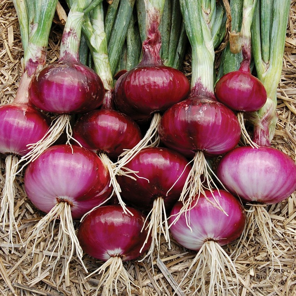 Red Burgundy Onion Seeds 250+ Vegetable Garden HEIRLOOM NON-GMO FREE SHIPPING