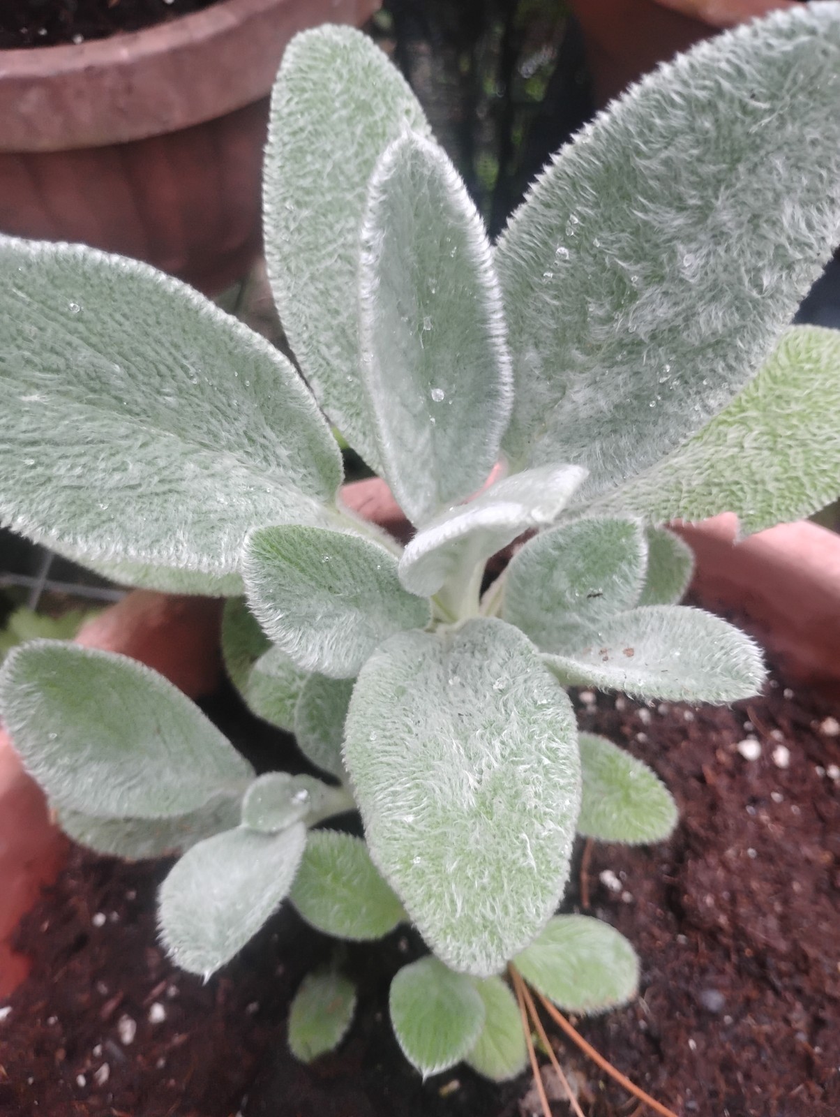 PERENNIAL LAMB’S EAR WELL ROOTED PLANT VERY EASY GROWER& MULTIPLES!