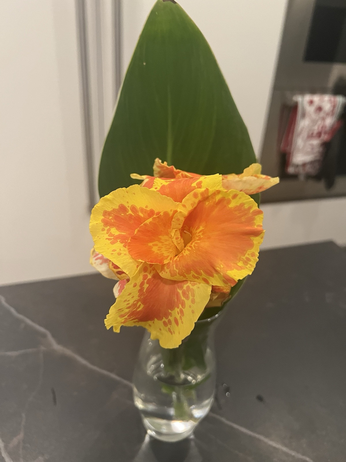 3 Orange Yellow Spotted Canna Tuber Rhizome Bulb Green Leaf Large Cannas Flowers