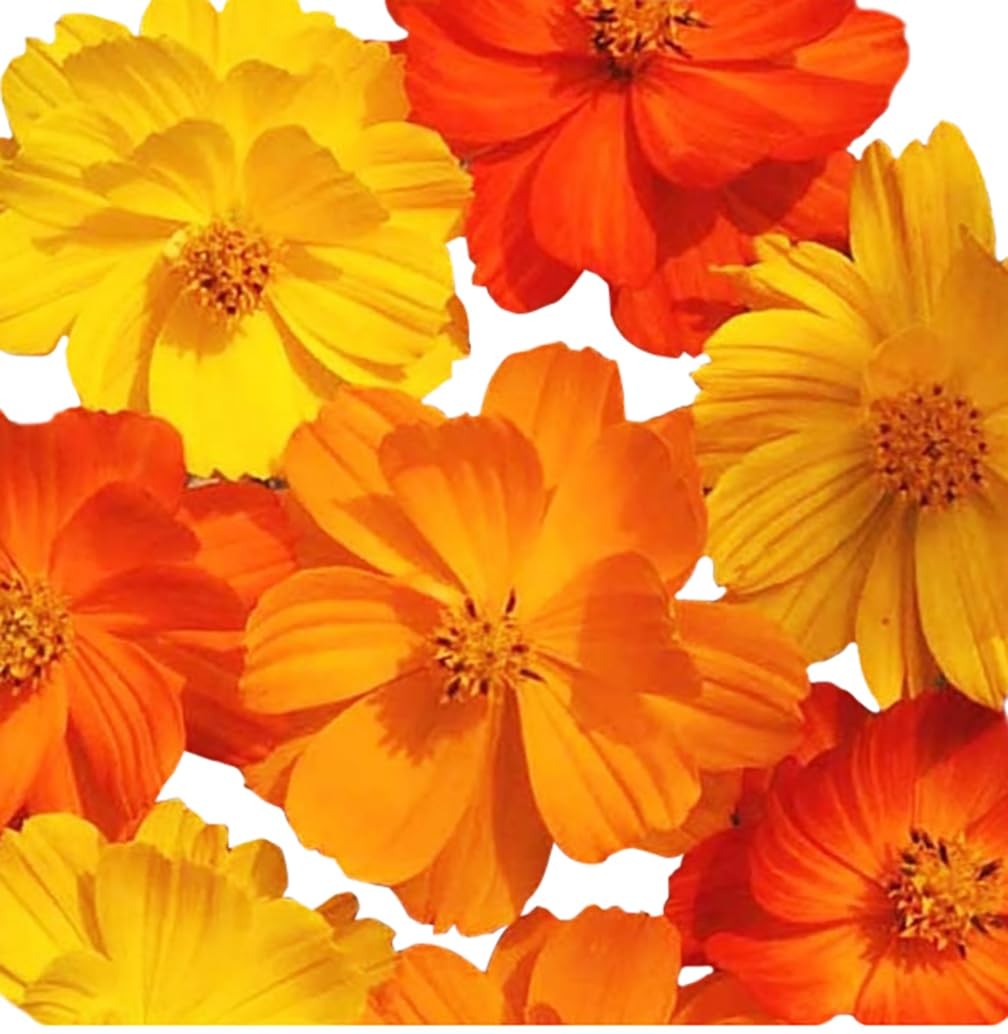 Cosmos Flower Seeds Mix 11 Varieties, Long Bloom, Easy to Grow