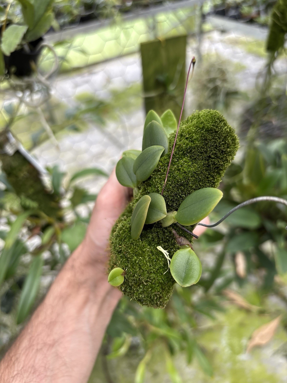 Bulbophyllum aff. contirtisepalum Maluku In SPIKE miniature Orchid Species