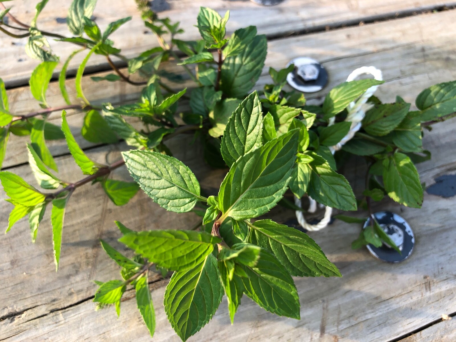 Organic PEPPERMINT~Rooted Cuttings x 5~Ready For Soil~Easy Start For New Plants