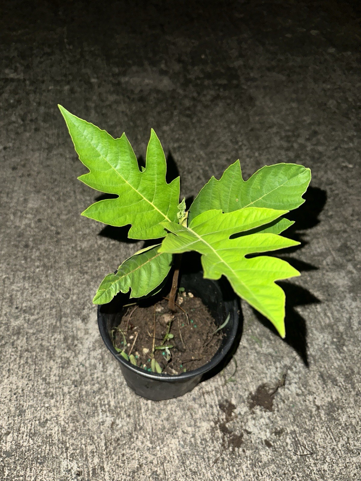 Breadfruit Tree Live Plant Seedling 8-16” Artocarpus altilis Tropical Fruit Ulu