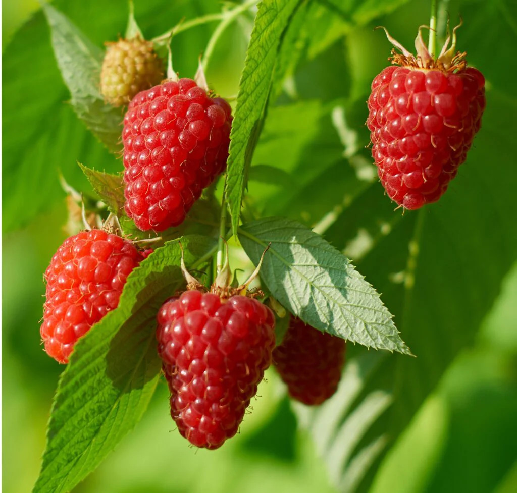 20 Ogallala Strawberry Bare Roots – Everbearing Fragaria × ananassa