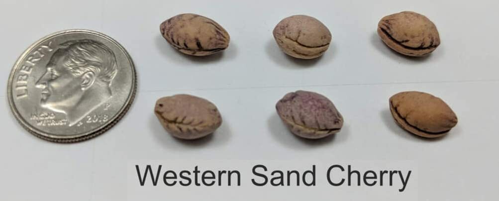 Western Sand Cherry Seeds 6 Seeds Very Rare Great for Landscaping or Bonsai