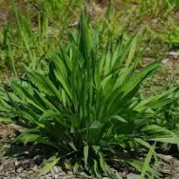 Turtle Greens FORAGE GARDEN MIX Dandelion Plantain Clover Chicory 1500 Seeds!