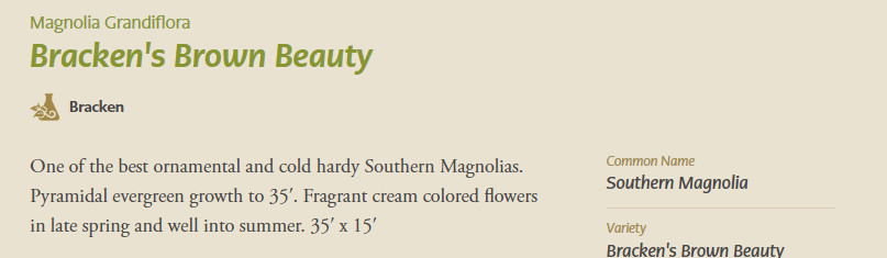 “‘Bracken’s Brown Beauty ” Southern Magnolia Tree~ 20-28 inch tall~Well Rooted