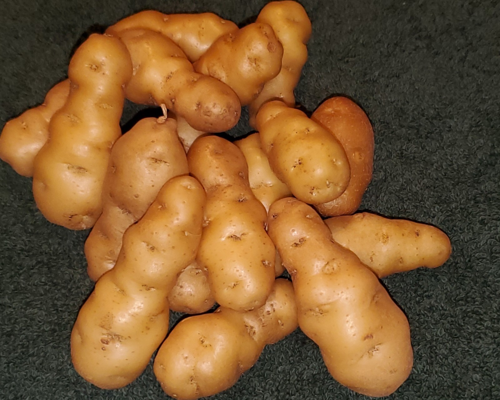 Makah Ozette potatoes – 2026 -(Solanum tuberosum)