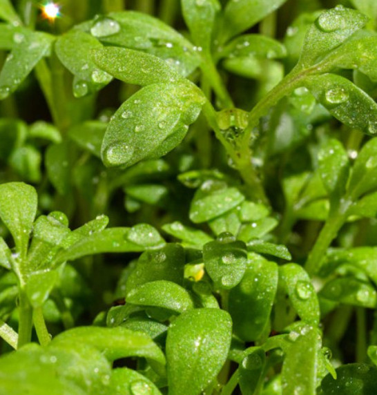 CURLED CRESS Slow Bolting Sprout 10 days Pungent Spicy Zesty Non-GMO 1000 Seeds
