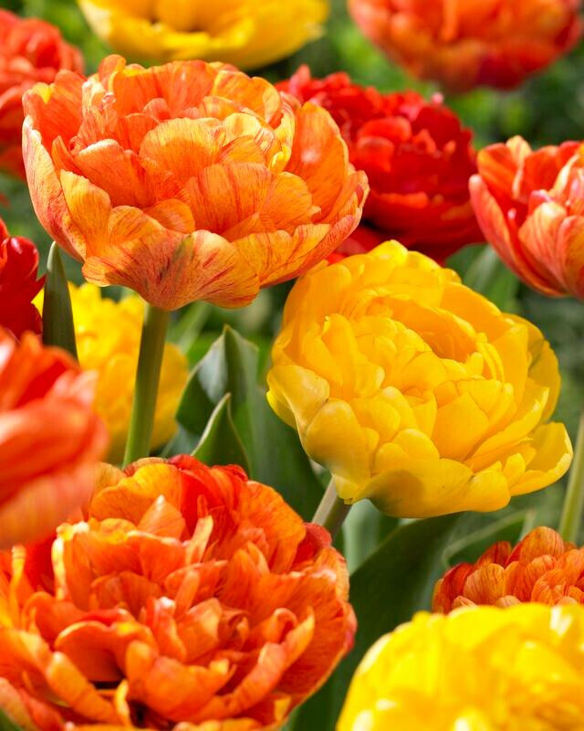 Five Bulbs 12+ cm Tulipa Double Mid Spring Joy Mix Tulip