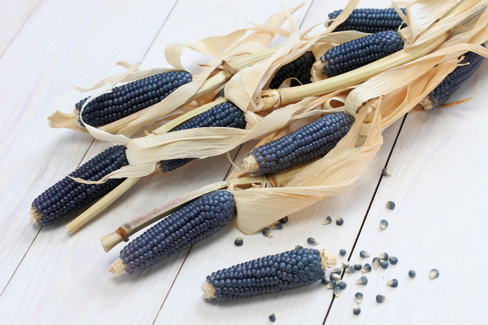 50 BLUE POPCORN Blue Kernels Pop White Corn Zea Mays Vegetable Seeds *Flat Ship