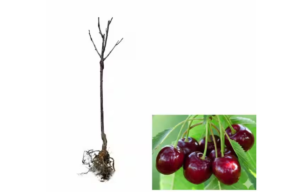 3 Ft. Lapins Cherry Semi Dwarf Tree with Abundant Self Pollinating Fruit