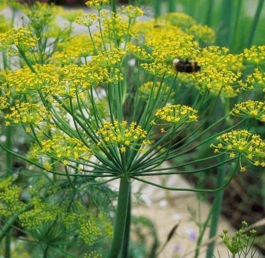 Dill Seed (Anethum graveolens) organic