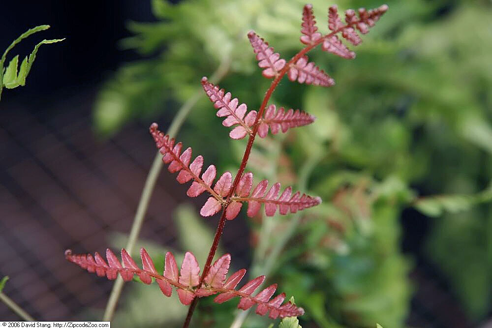 Autumn fern 1000 SPORES (SEEDS) DRYOPTERIS ERYTHROSORA, HARDY FERN