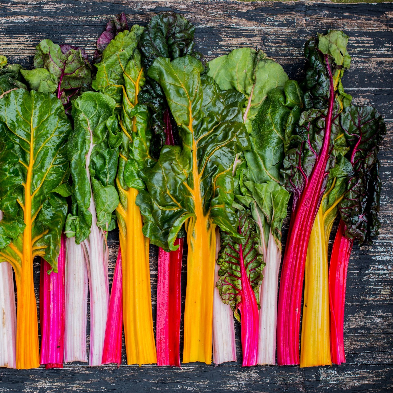 Northern Lights Swiss Chard Seeds | Silver Beet Silverbeet Rainbow Seed 2024