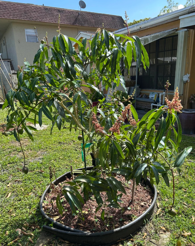 Dwarf Hawaiian Mango Tree – Live Plant – 3 Gal Pot – Grafted – No Ship to CA