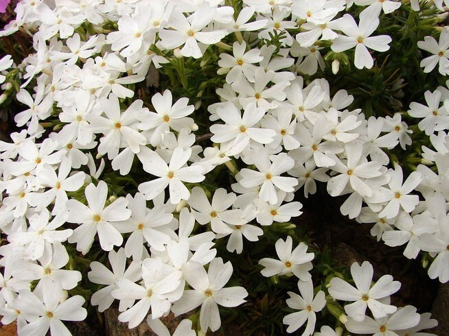 Snowflake Creeping Phlox 25 Plants in 3-1/2 inch Pots