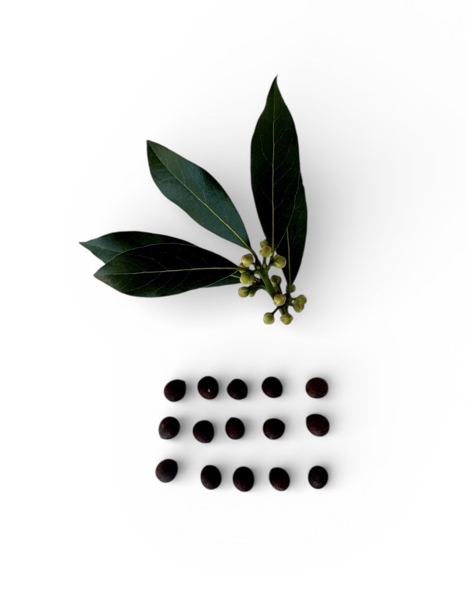 15 PCS Seeds Laurus Nobilis Bay LaurelSweet-Bay Bayleaf