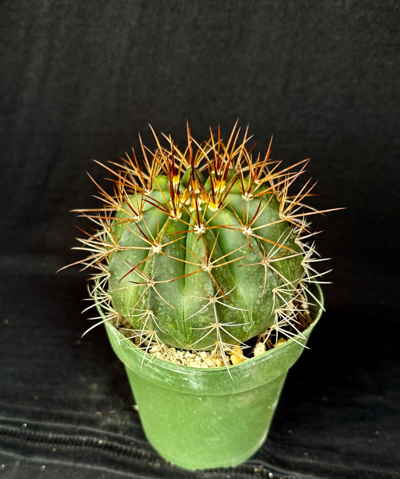 Melocactus albicephalus, 4″ cephalium bearing cactus plant