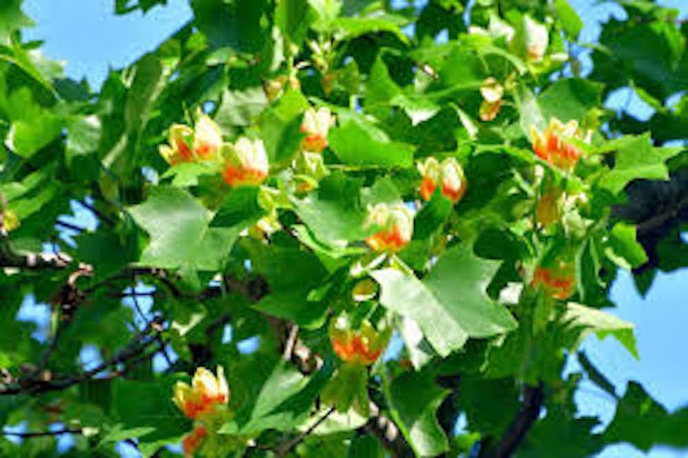 3 Tulip Poplar Tree Bare Root 12-24″ Tall Liriodendron tulipfera