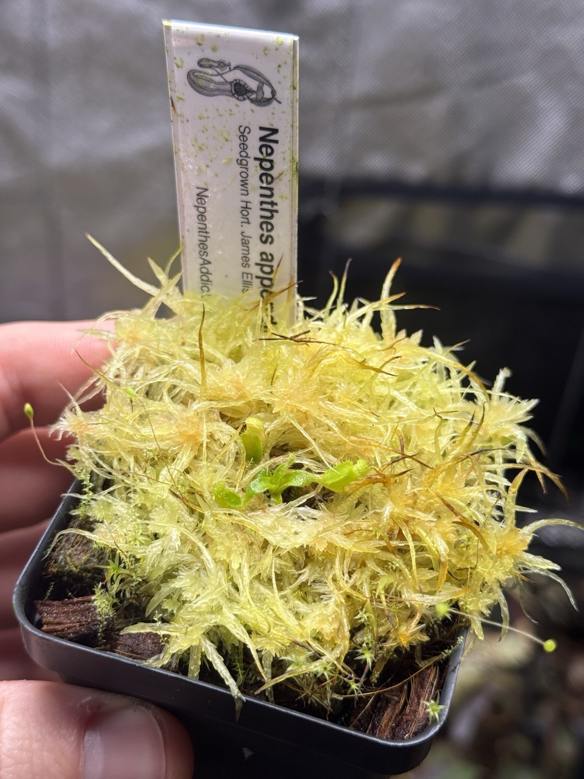 Nepenthes Appendiculata -seedgrown Horticultural – Rare Highland Species -XXS