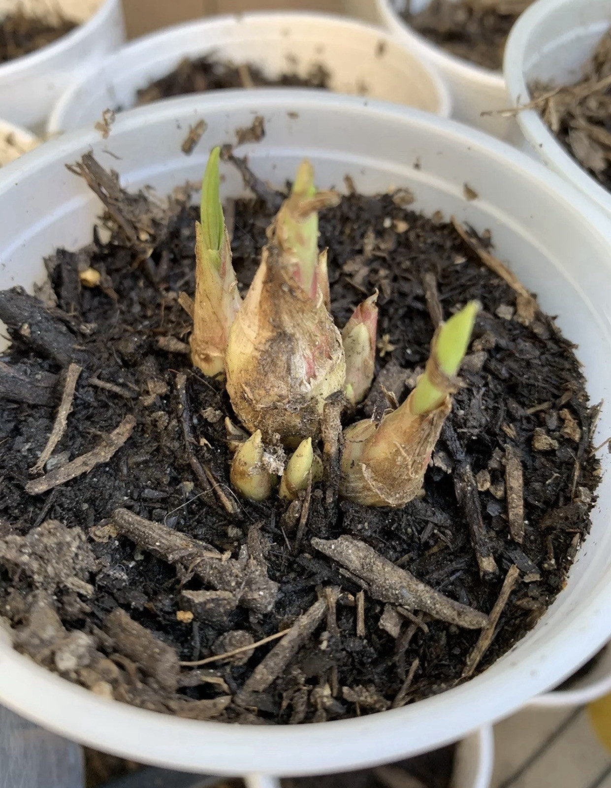 2 Clumps Tuberose, Bulbs 5+ Size Medium, Rooted &Sprouted Ready To Plant