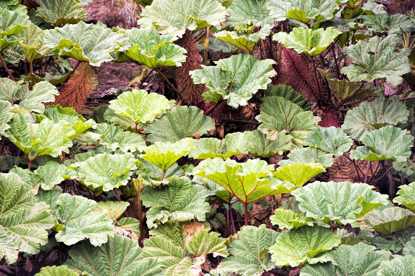 10 GUNNERA INSIGNIS Giant Rhubarb (Leaves to 6′, Red Flower Spikes to 3′) Seeds