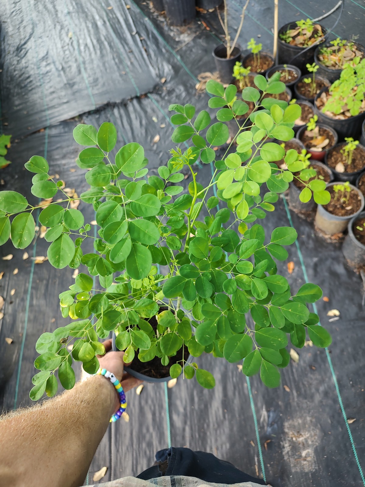 Moringa Tree (One Gallon Pot) Free Shipping From USA