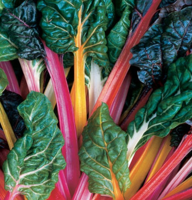 200 Rainbow Swiss Chard Seeds-Open Pollinated-Non GMO-Organic