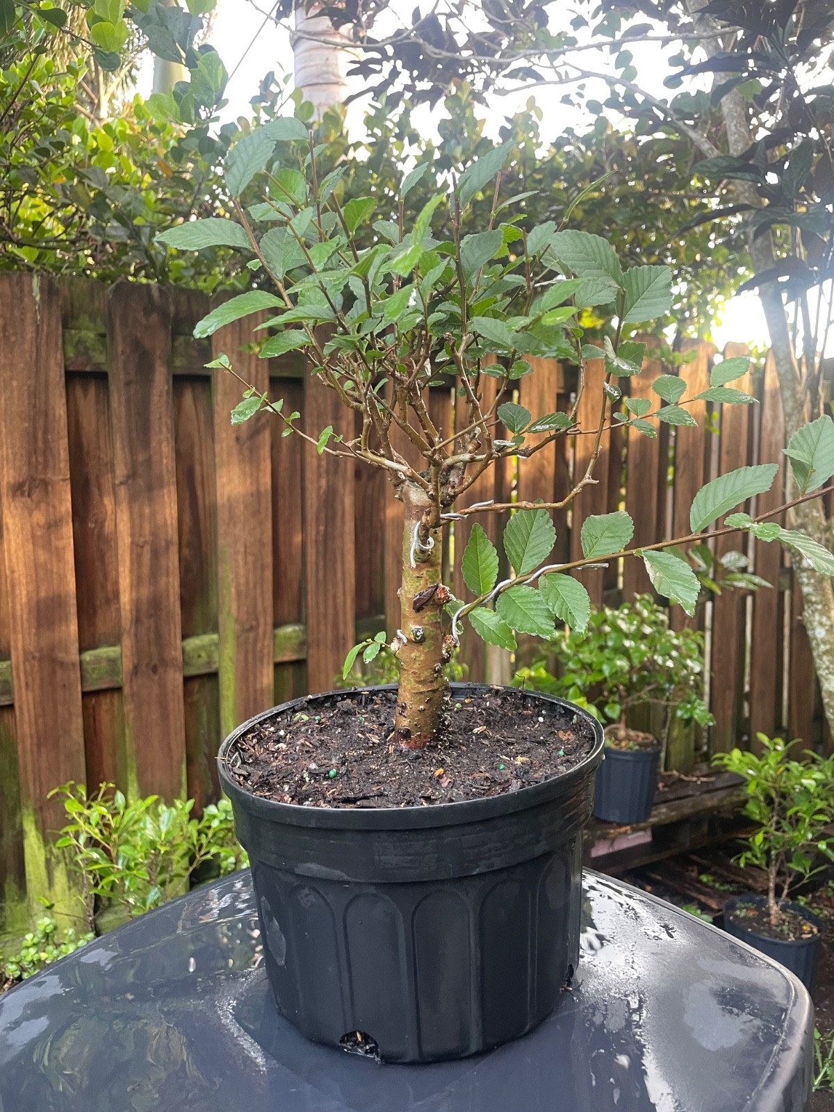 CHINESE ELM Pre-Bonsai /Bonsai Tree Cold Hardy / Tiny leaves 8 years old