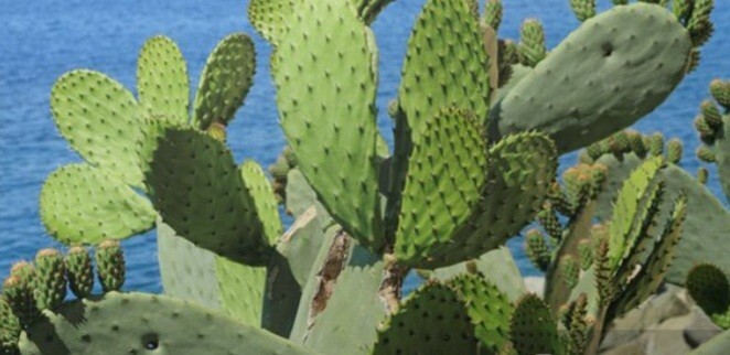 prickly pear cactus plant, grows orange pink and yellow blooms, Pears are edible