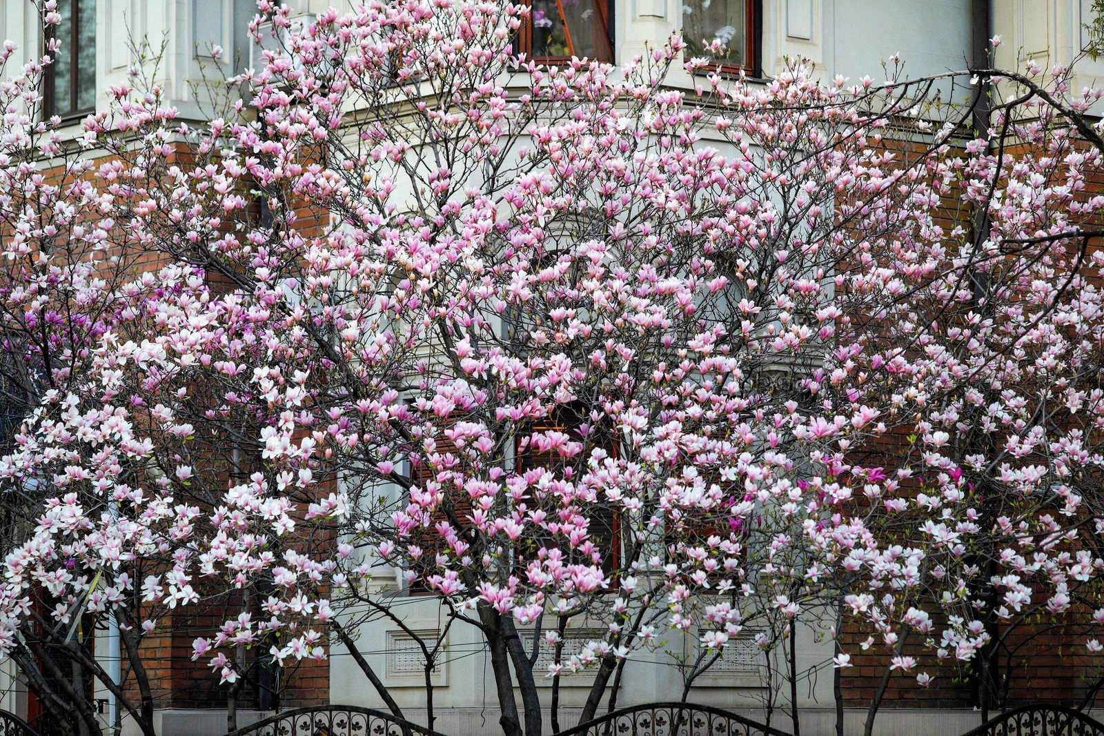 5 LILY MAGNOLIA Flower TREE Pink & Purple Fragrant Tulip Magnol Liliiflora Seeds