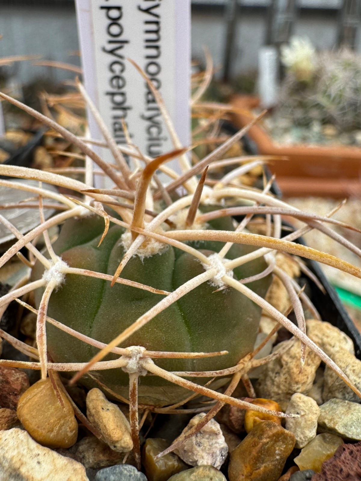 Gymnocalycium mazanense v. polycephalum Live Cactus Plant Rare Seed Grown