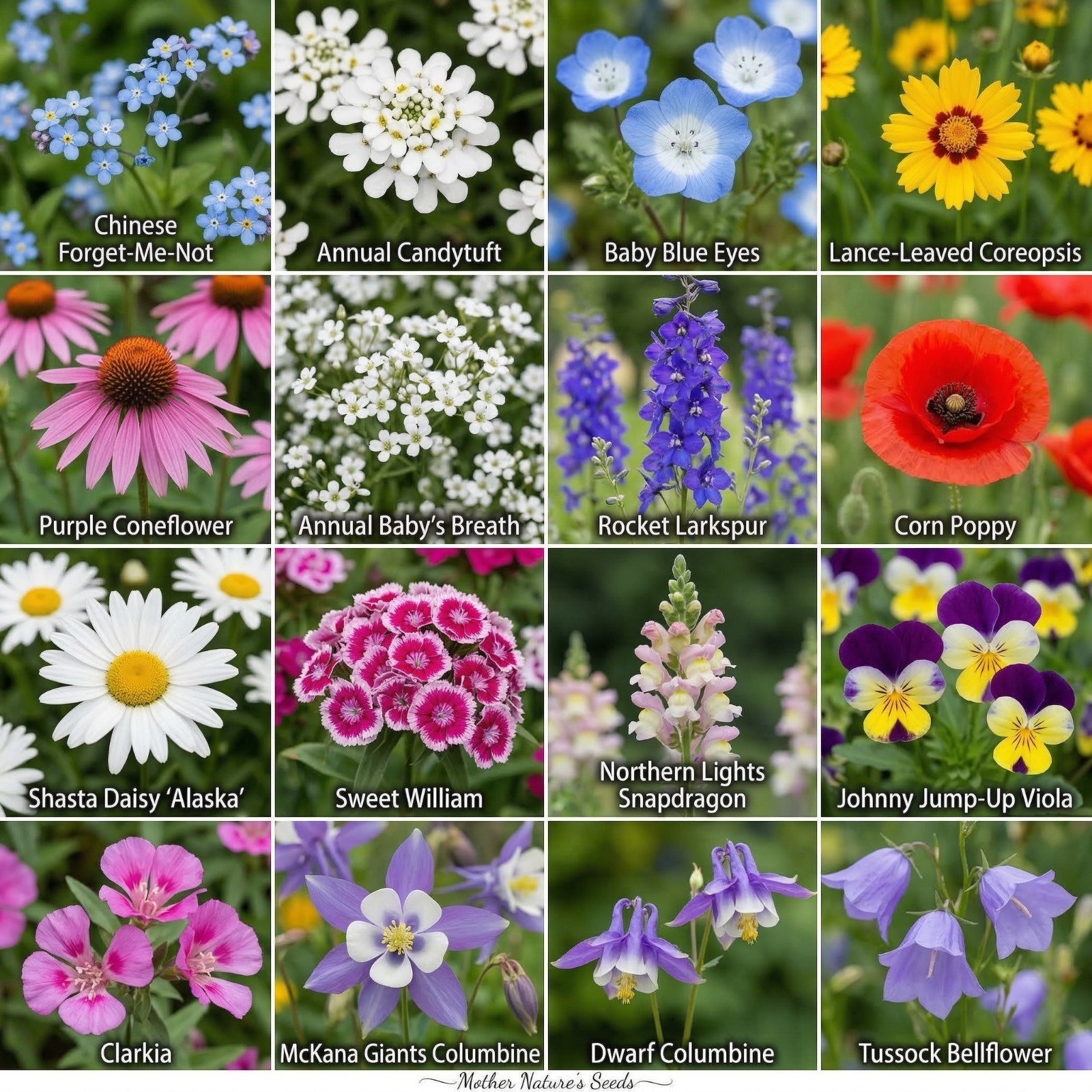 Wildflower Mix SHADE with Perennials 16 Species Pollinators Non-GMO 500+ Seeds