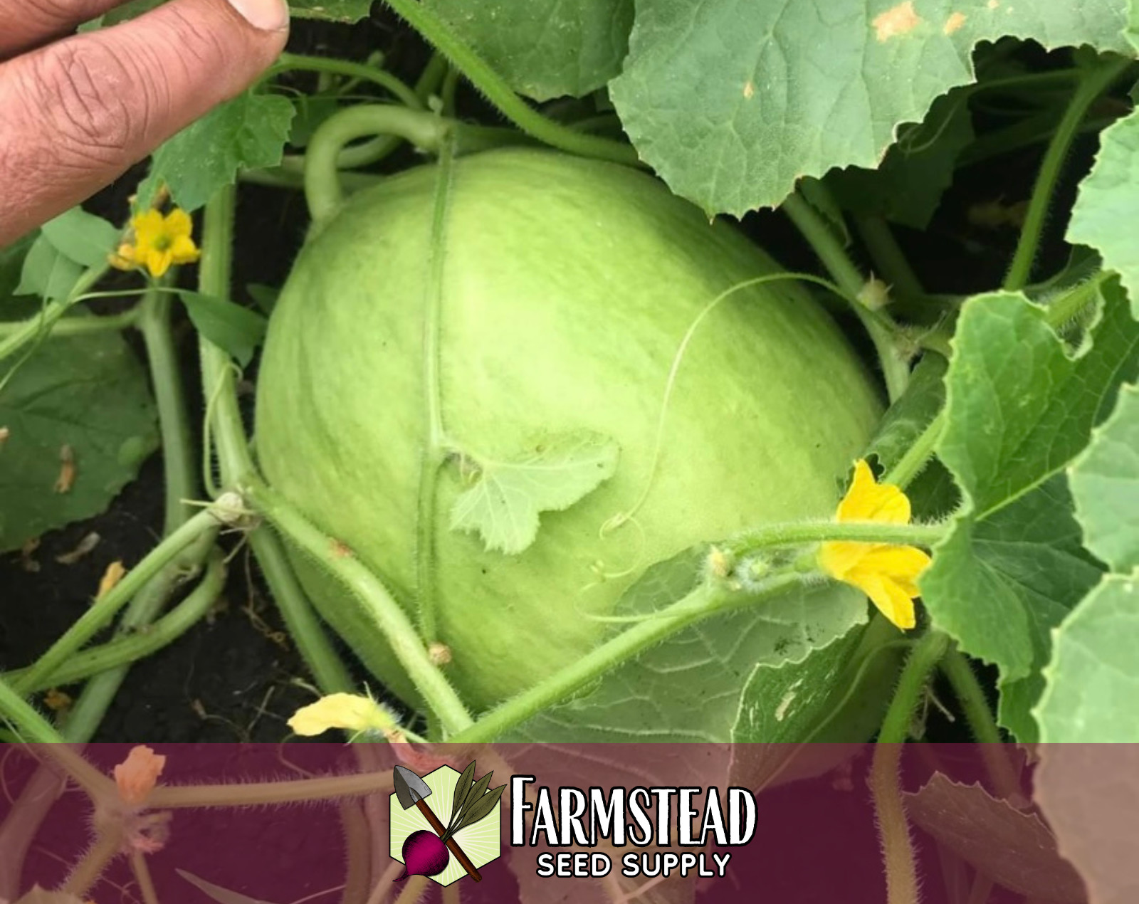 130+ Green Honeydew Melon Fruit Seeds | Heirloom, Non-GMO, Gardening Seed Packet