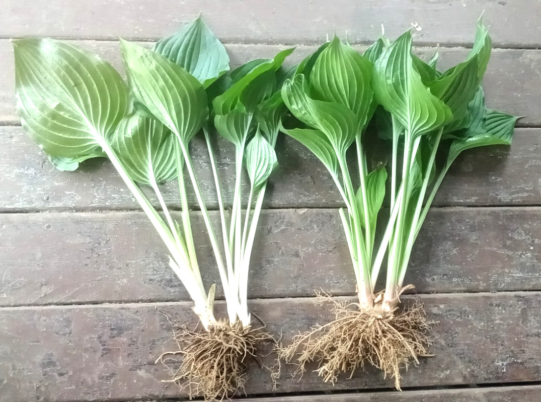 Live Serendipity HOSTA Plants 5 LARGE Rooted Growing Bold Green Leaf Plant