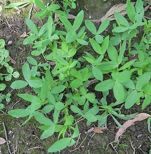 Trifolium alexandrinum | Egyptian Clover | 100 Seeds