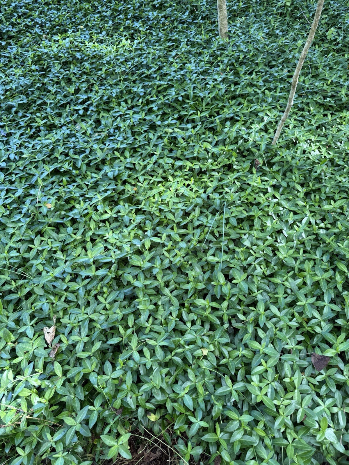 200 Periwinkle Plants Walk on Ground Cover. Vinca Minor. Bare Root Plants