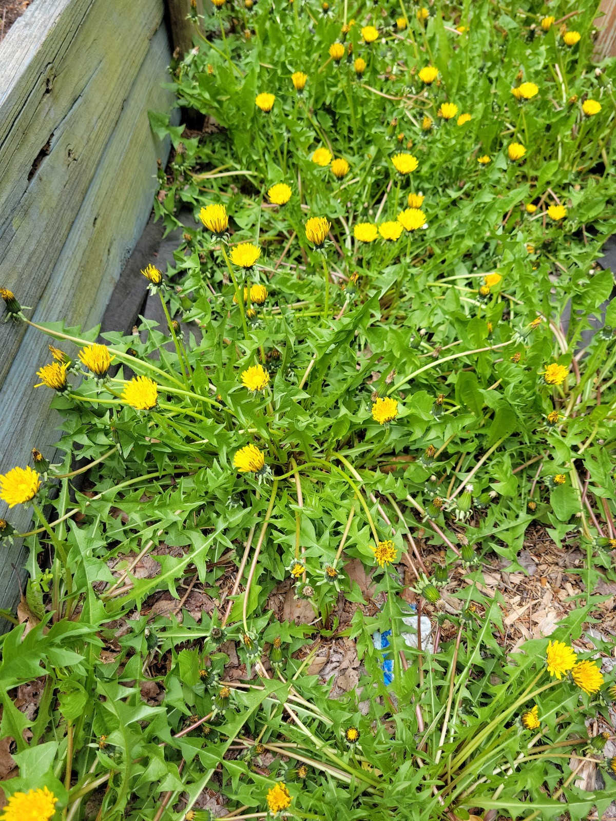 10x Dandelion plants/Roots – Live Organic/ wild herbs (Taraxacum officinale)