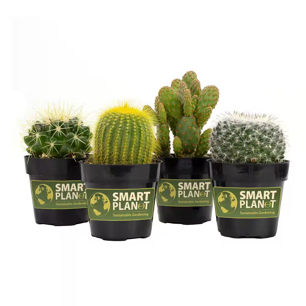 2.5 In. Cactus Plant Collection (4-Pack)