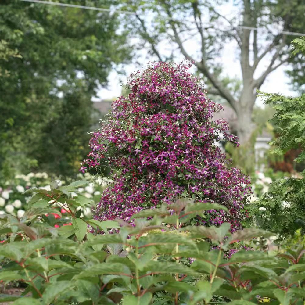 Proven Winners Sweet Summer Love Clematis Live Shrub Plant Red Purple Flowers 4.