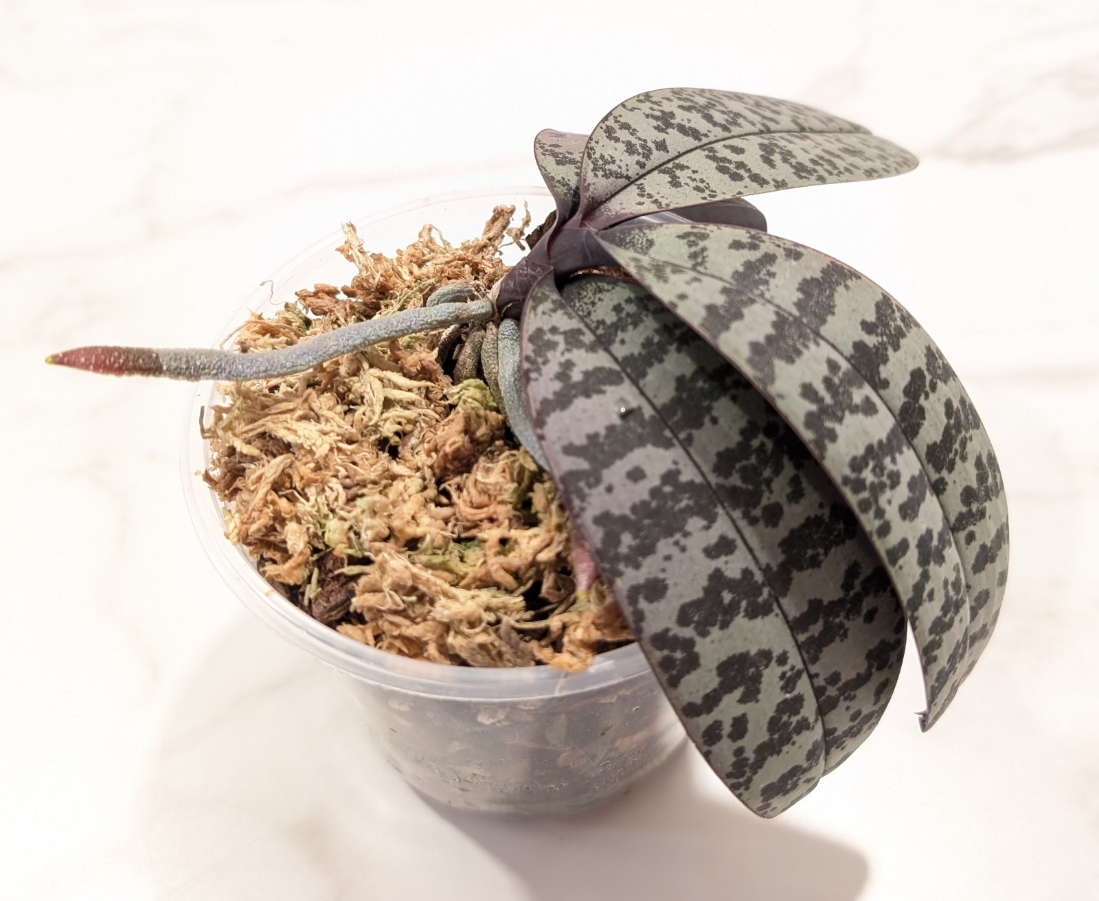 Phalaenopsis SCHILLERIANA, EXACT plant, 4″ pot, bloom size, variegated orchid
