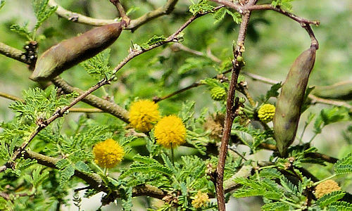 Sweet Acacia, Farnesiana Vachellia Farnesiana, Yellow Flowers (20+ Seeds) (022B)