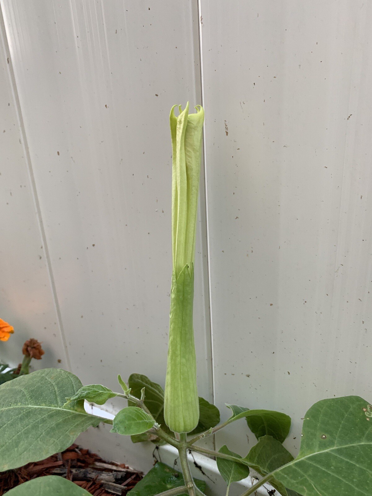 (200 SEEDS) White Moon Flower Angel’s Trumpet Day&Night Bloom Datura. 2023 Seeds