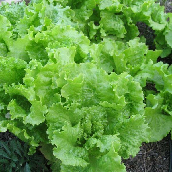 Black Seeded Simpson Lettuce Seeds | Heirloom / Non-GMO | Free Shipping | 1106