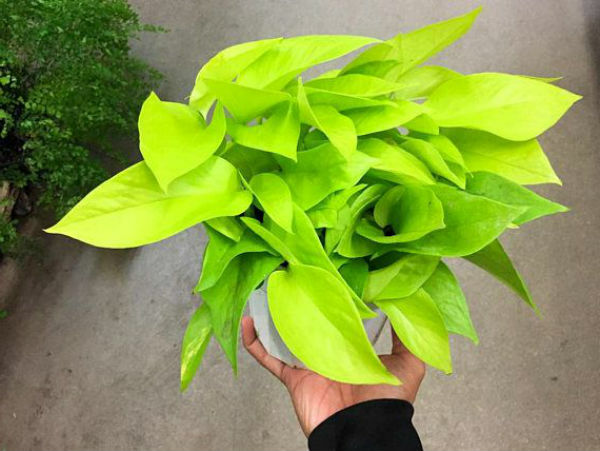 Neon Devil’s Ivy Pothos Live Plant Very Very Easy to Grow Epipremnum – 4″ Pot