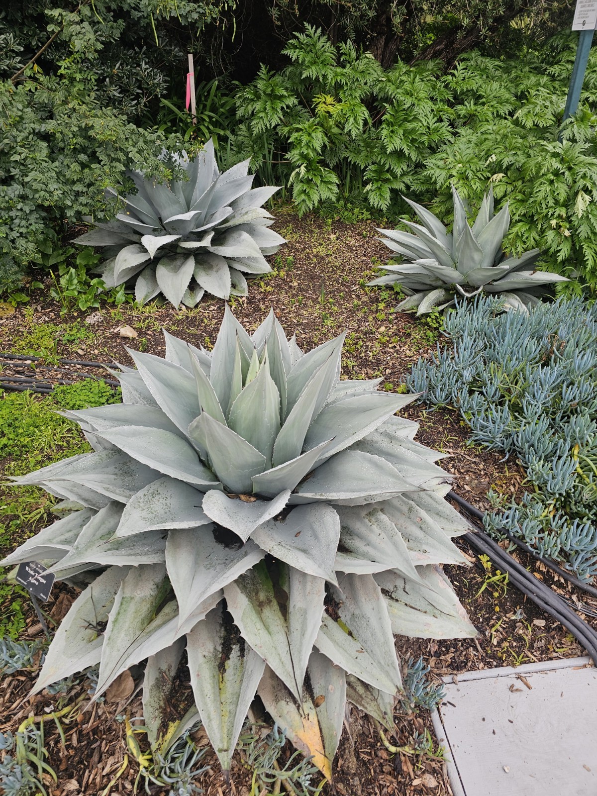 100 Agave Ovatifolia cv. ‘Vanzie’ Seeds (Whales tongue agave) [Cold Hardy 10F]