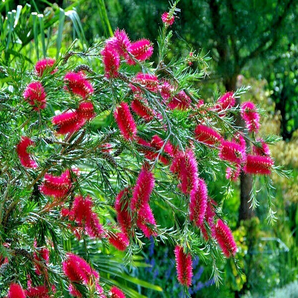 100 Crimson Bottlebrush Flower Tree Houseplant Garden Seeds Callistemon citrinus