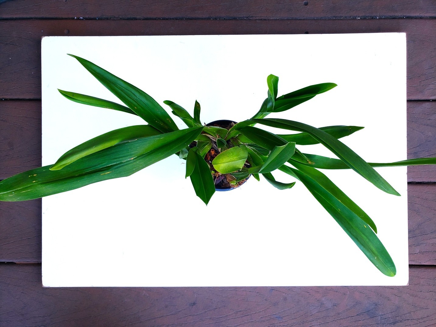 The Catatante ‘Sun King’ Orchid – Beautiful colorful blooms – Easy to grow !