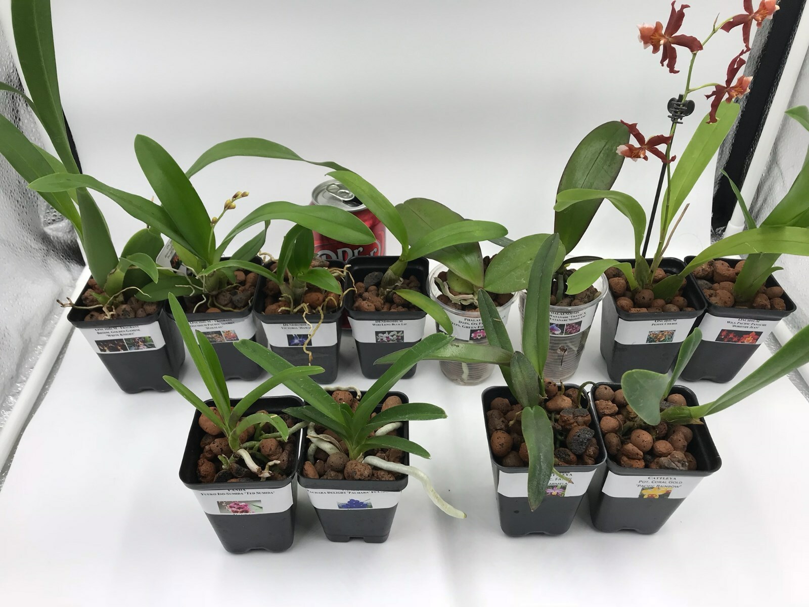 B25 – 4 Live Orchid choose (Cattleya, Oncidium, Vanda, Dendrobium,Phalaenop